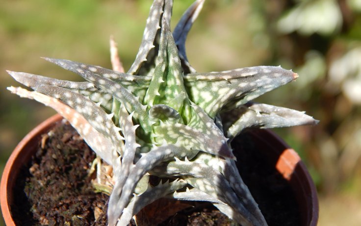 Aloe descoingsii sukulenty