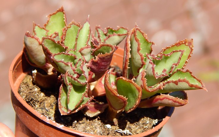 Kungia aliciae var. komarovii - pokojovka