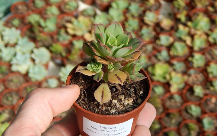 Aeonium Mary Anne Kunkel sukulenty a kaktusy samek