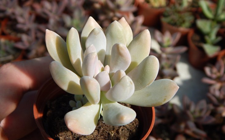 Cremneria Expatriata