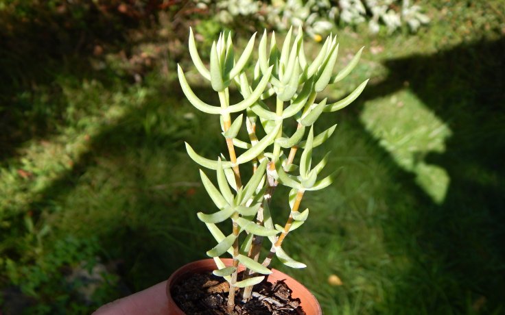 Crassula tetragona - mini borovice sukulent