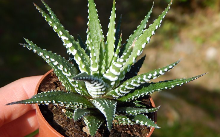 Haworthia fasciata Big Band