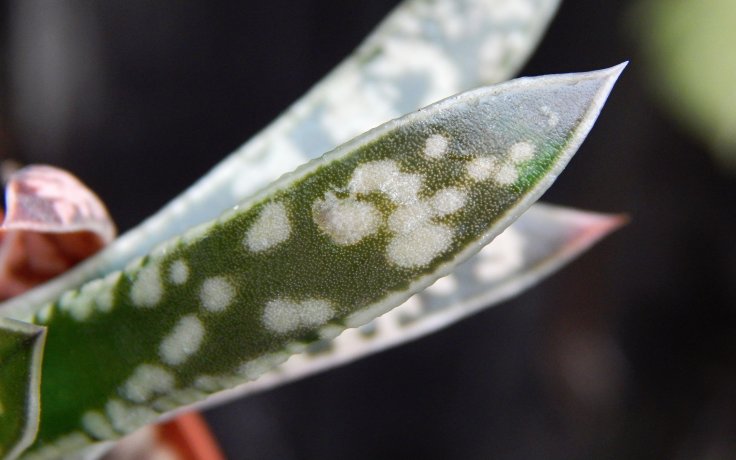 Gasteria bicolor var. fallax