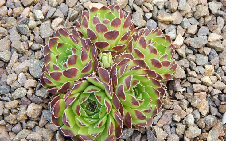 Jovibarba heuffelii Prisma rock plant