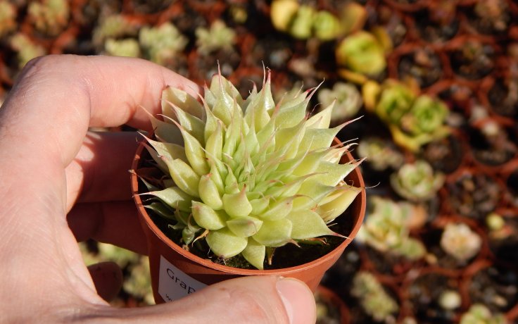 Graptopetalum filiferum sukulent