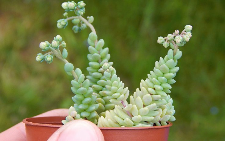 Sedum dasyphyllum Himalayan Clouds