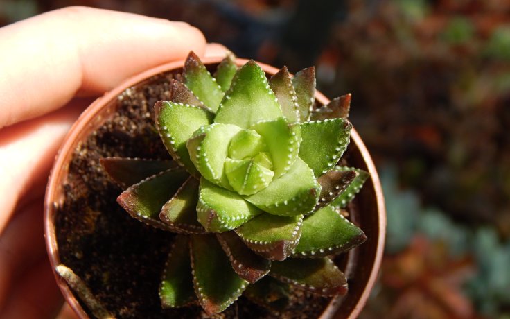 Haworthia coarctata sukulenty a kaktusy na prodej