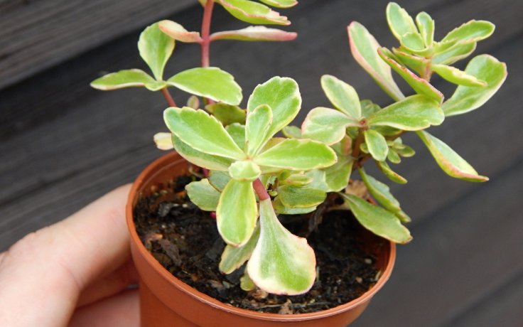 Sedum kamtschaticum variegata (mrazuvzdorný)
