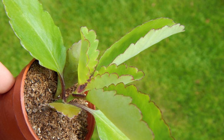Kalanchoe pinnata - kolopejka