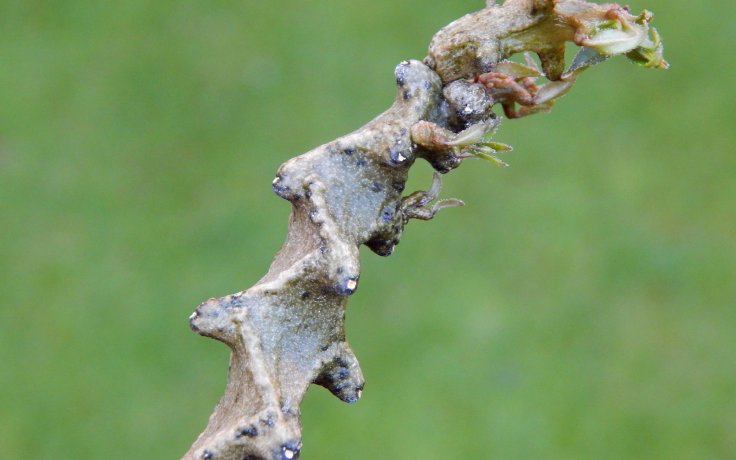 Ceropegia gikyi - vzácný sukulent