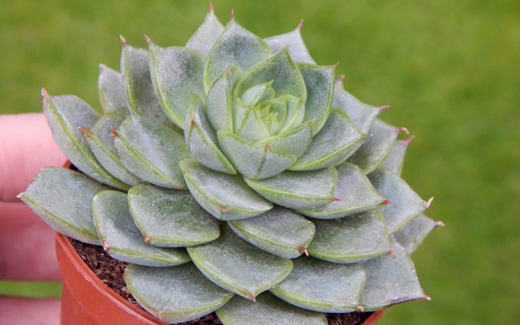 Echeveria purpusorum Green Gilva
