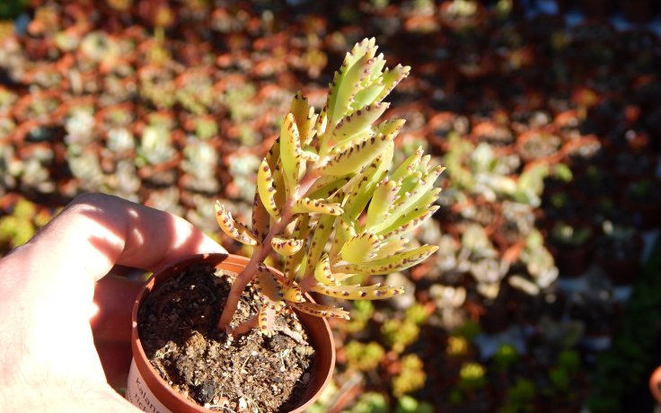 Kalanchoe richaudii v květináči