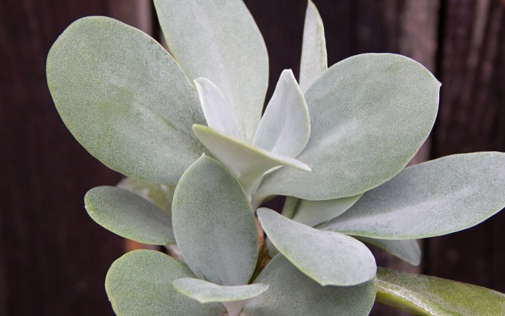 Senecio galpinii - starček