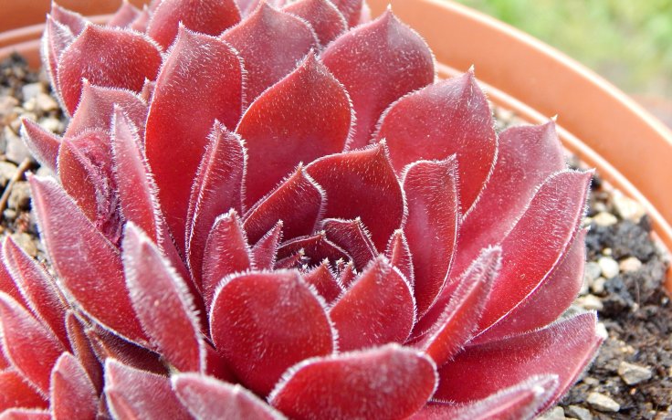 Sempervivum Ohio Burgundy