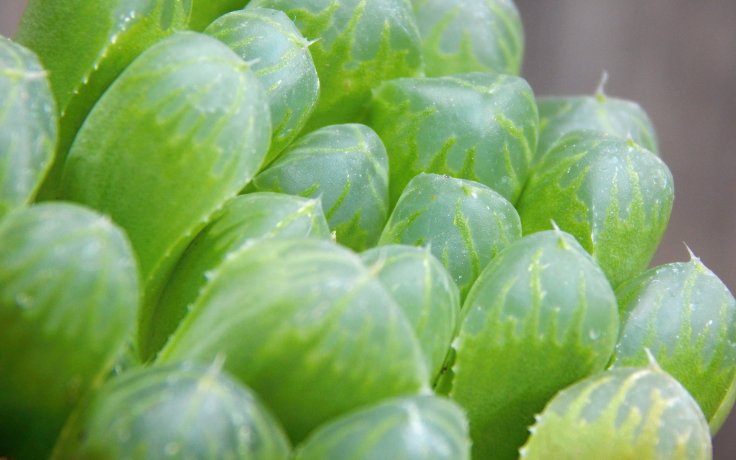 Haworthia cooperi var. truncata