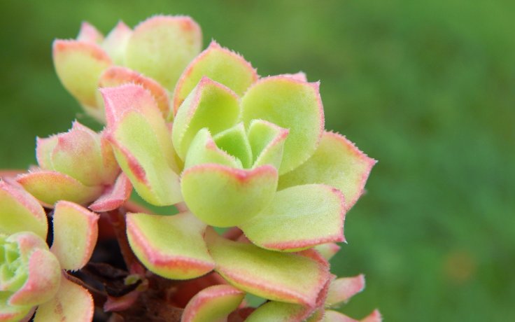 Aeonium castello-paivae var. sarae - sukulent
