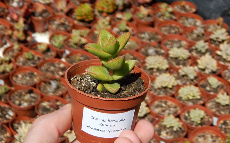 Crassula brevifolia Robusto sukulent v květináči