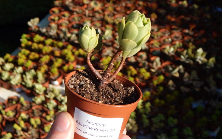 Aeonium Ballerina Reversion pokojovka