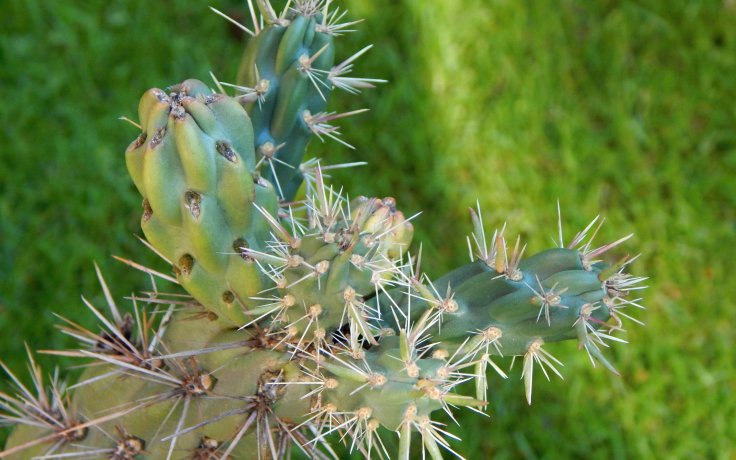 Cylindropuntia imbricata - frost hardy cactus