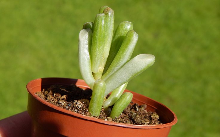 Crassula ovata Gollum variegata - sukulenty