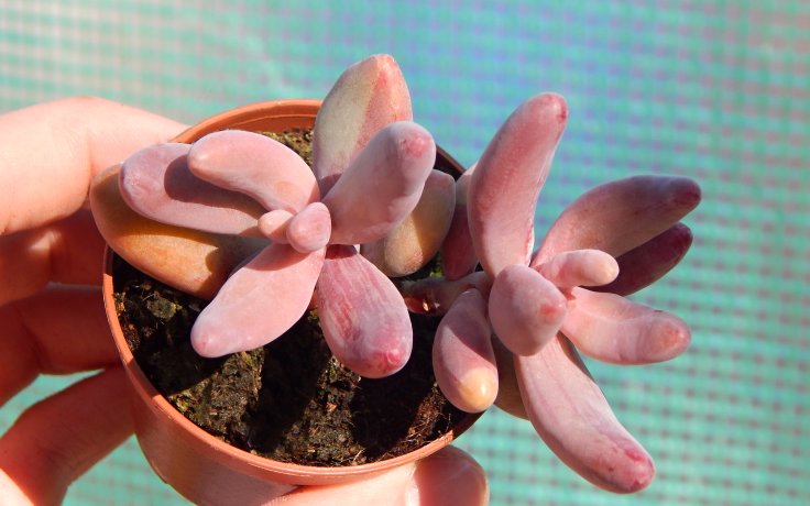 Pachysedum Ganzhou pink succulent
