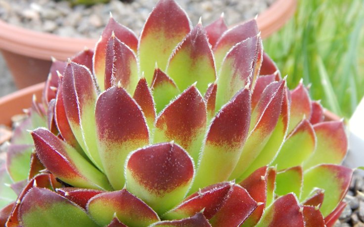 Jovibarba heuffelii Wilma - frost hardy succulents