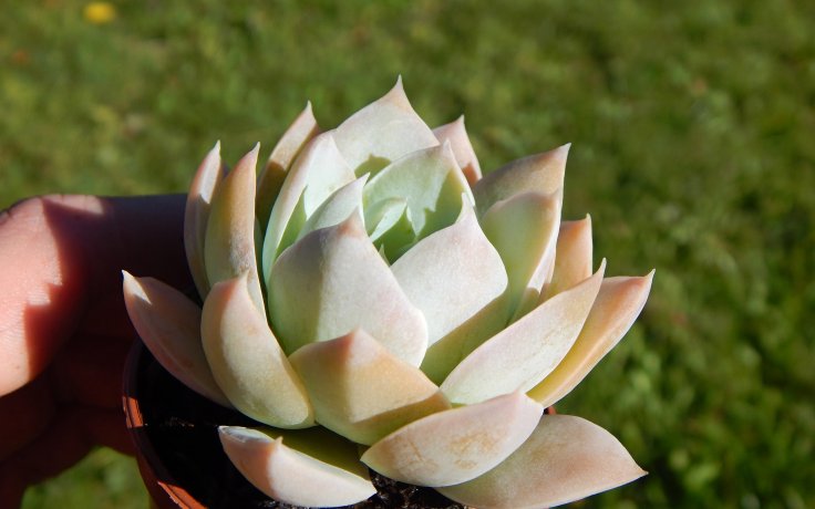 Echeveria Blue Mist