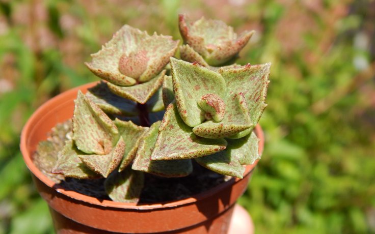 Crassula Red Lips - Vzácný kultivar sukulent