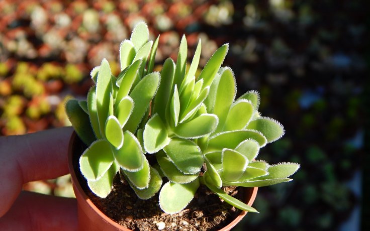 Crassula ciliata tlustice
