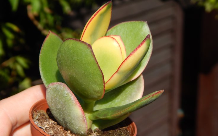 Crassula ovata Maruba Nishiki