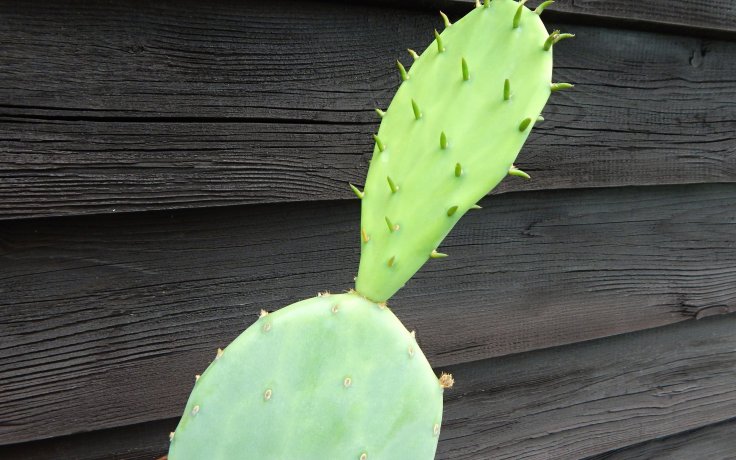 Opuntia humifusa - velký kaktus