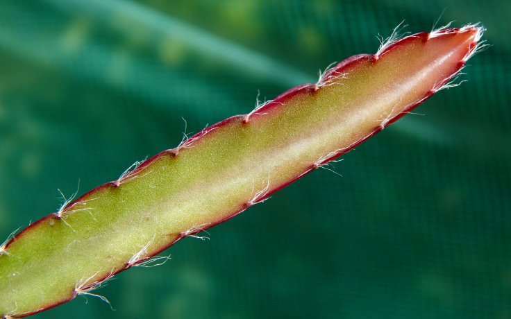 Lepismium cruciforme Red Tip
