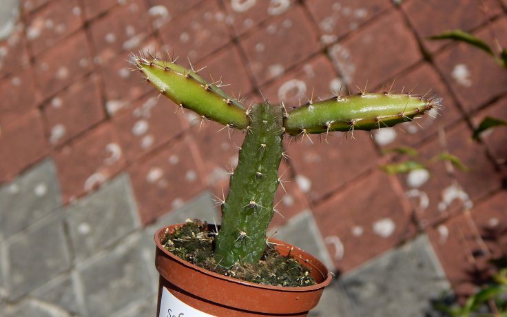 Selenicereus grandiflorus - velkokvětý kaktus