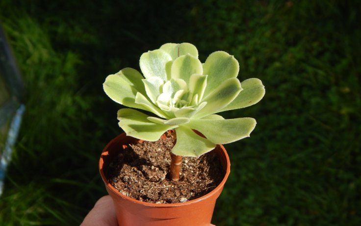 Aeonium Green Bean