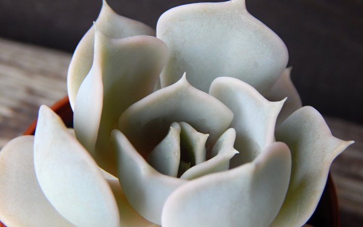 Echeveria lilacina
