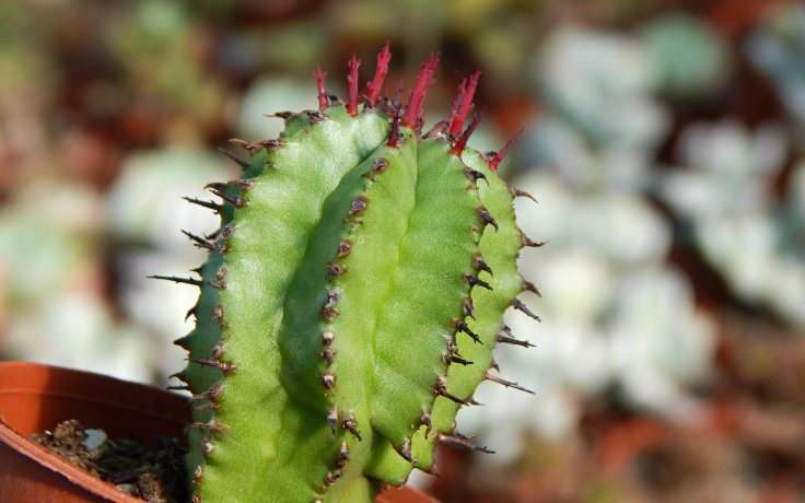 Euphorbia polygona pryšec