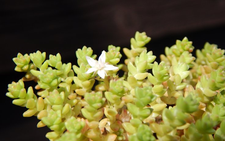 Sedum anglicum subsp. pyrenaicum (květ)