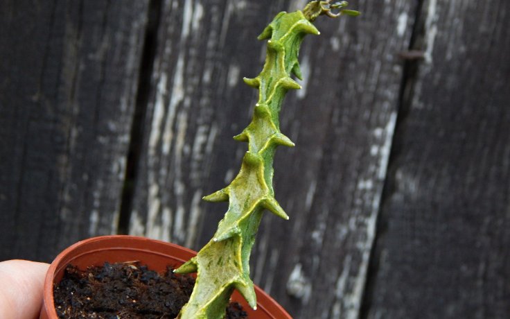 Ceropegia simoneae - sukulenty samek