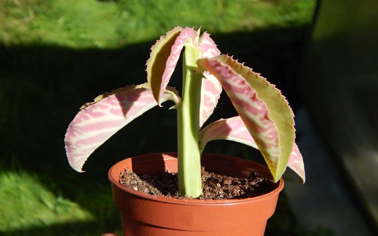 Monadenium coccineum sukulent v květináči