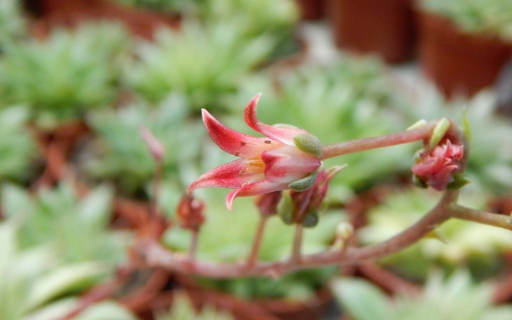 Graptopetalum filiferum - flower
