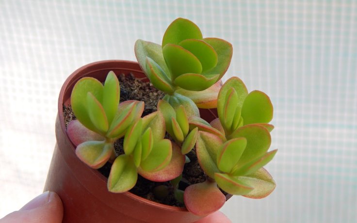 Crassula platyphylla Green Surprise pokojovka