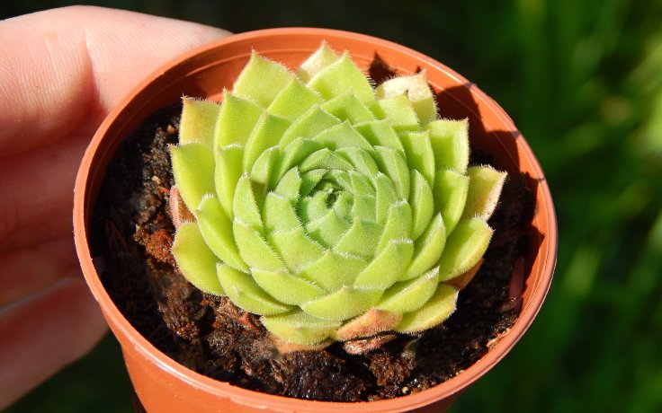 Sempervivum Ronny