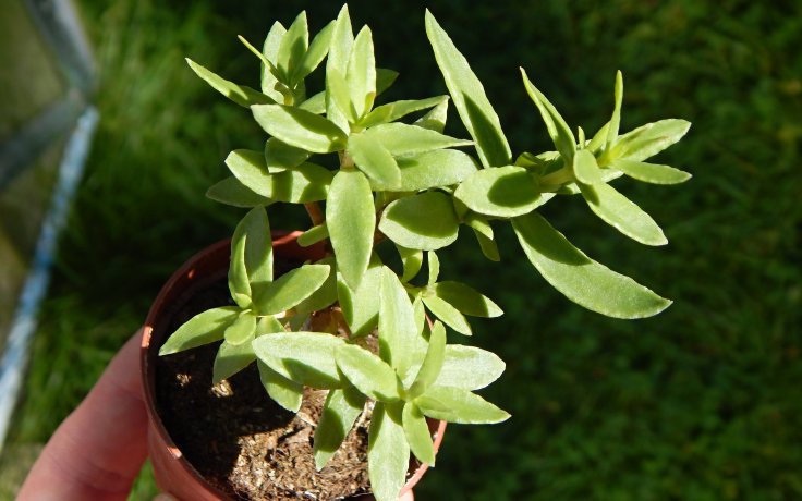 Crassula sarcocaulis Big Leaves - tlustice jako bosnsaj
