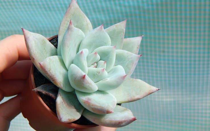 Echeveria Blue-Bird modrý sukulent