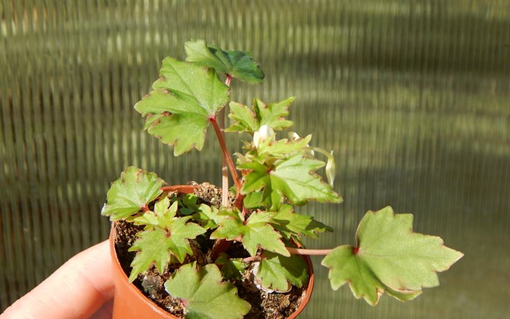 Begonia dregei