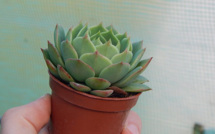 Echeveria Ramillete pokojovka