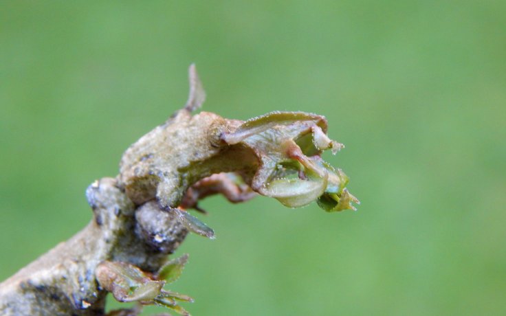 Ceropegia gikyi - pokojový bizardní sukulent