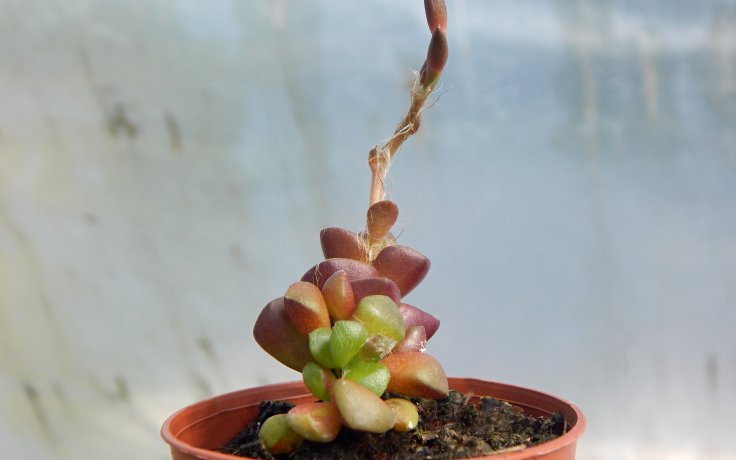 Anacampseros retusa květ