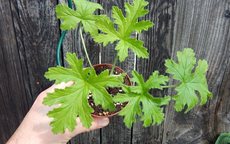 Pelargonium odoratissimum rostliny na prodej