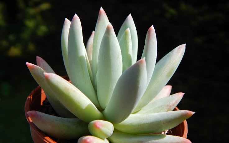 Echeveria hookeri Snow